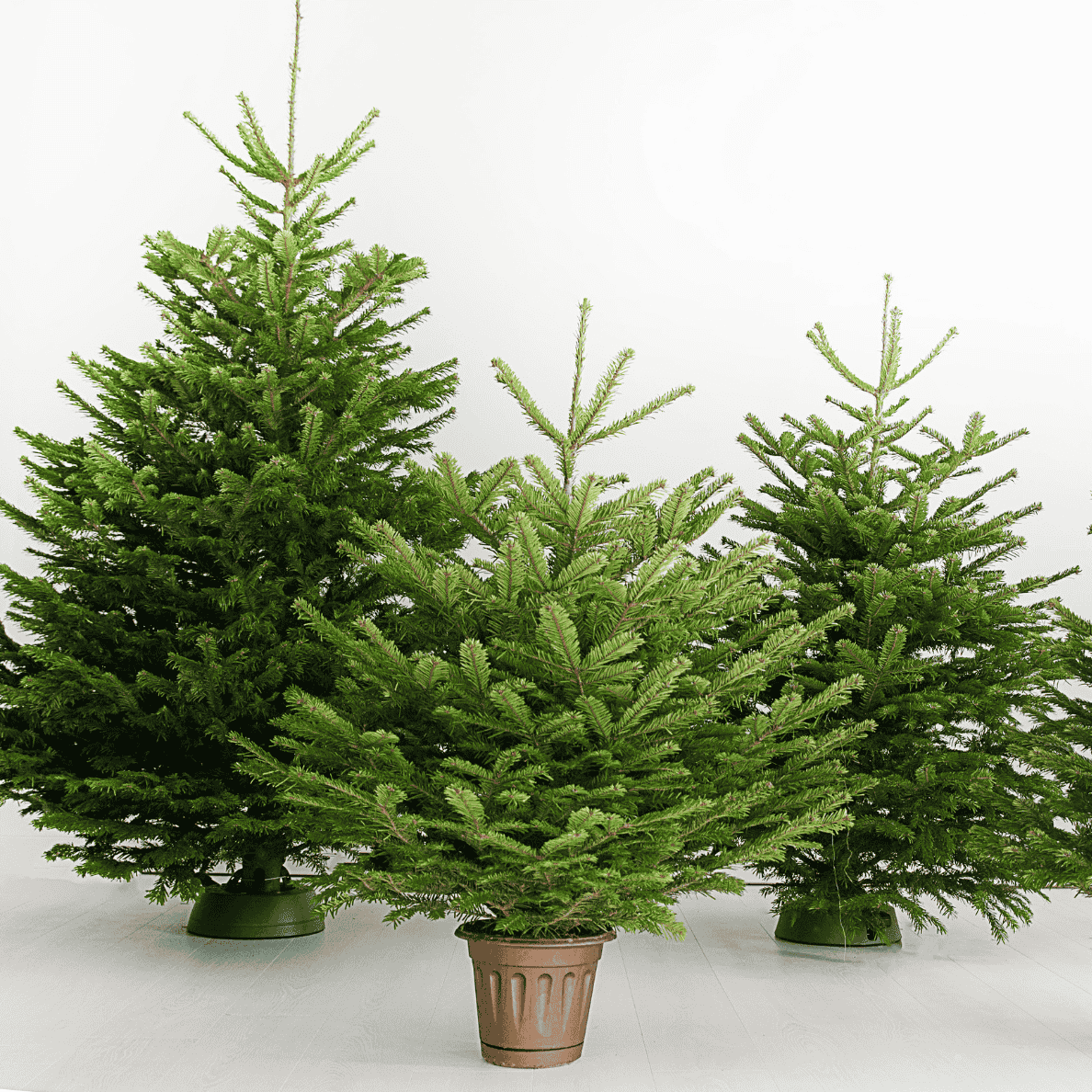 Jõulupuud koju | Jõulupuude (nulgude) müük | Jõulupuud hind, osta - Silvertree.ee